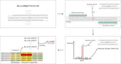 Development of a high-resolution mass-spectrometry-based method and software for human leukocyte antigen typing